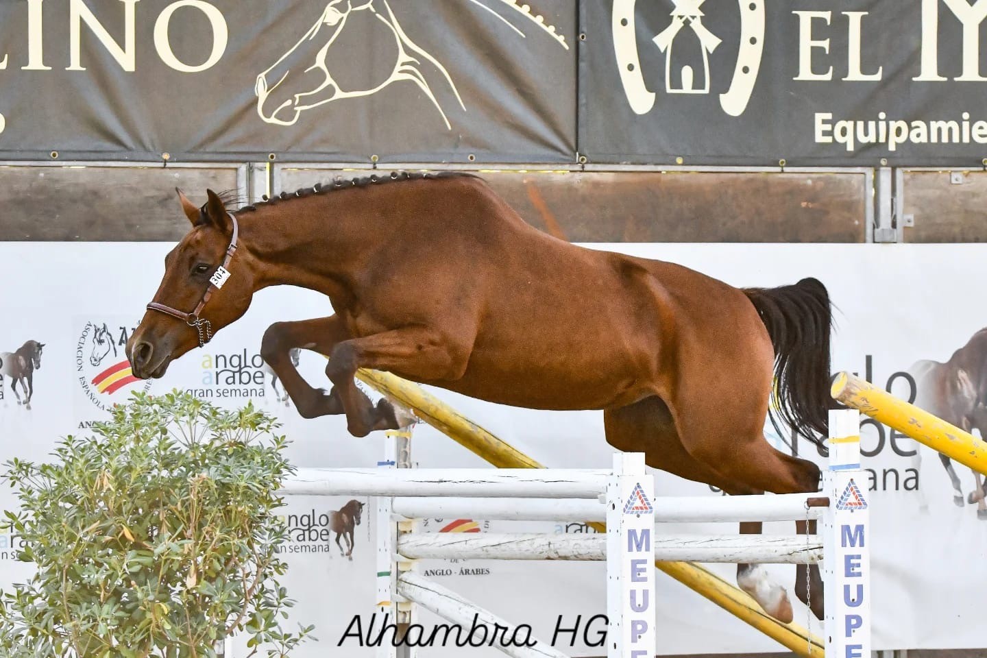 horse